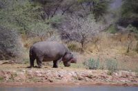 Mount Etjo Safari Lodge - gähnendes Hippo