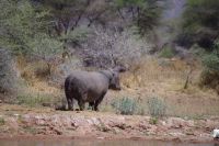 Mount Etjo Safari Lodge - lachendes Hippo