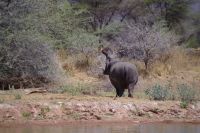 Mount Etjo Safari Lodge - grunzendes Hippo