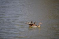 Mount Etjo Safari Lodge - Gänsefamilie