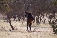 Mount Etjo Safari Lodge - Nature Drive - Rappenantilope