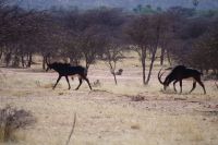 Mount Etjo Safari Lodge - Nature Drive - Rappenantilopen