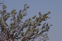 Mount Etjo Safari Lodge - Nature Drive - Toko