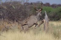Mount Etjo Safari Lodge - Nature Drive - Kudubock