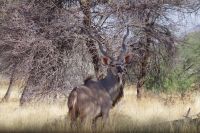 Mount Etjo Safari Lodge - Nature Drive - Kudubock