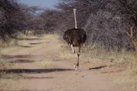 Mount Etjo Safari Lodge - Nature Drive - männlicher Strauß