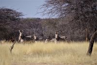 Mount Etjo Safari Lodge - Nature Drive