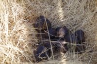 Mount Etjo Safari Lodge - Nature Drive - Ratespiel