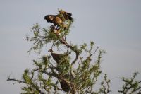 Mount Etjo Safari Lodge - Nature Drive - Vulture in Love