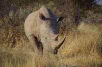 Mount Etjo Safari Lodge - Nature Drive - Breitmaulnashorn