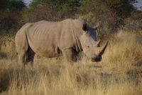 Mount Etjo Safari Lodge - Nature Drive - Breitmaulnashorn