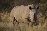 Mount Etjo Safari Lodge - Nature Drive - Breitmaulnashorn