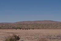 ein Strauß Sträuße - unterwegs