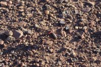 Krabbeltier unterwegs - Panzerschreck