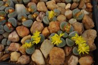 Lithops - Lebende Steine