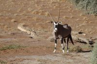 Ausflug ins Sossusvlei