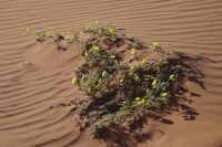 die Wüste blüht - Morgensterne