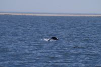 Fliegender Fischer oder?