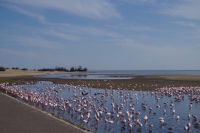 Flamingos in der Bucht