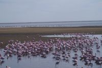 Flamingos in der Bucht