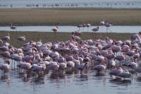 Flamingos in der Bucht