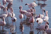 Flamingos in der Bucht