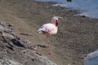 Flamingos in der Bucht
