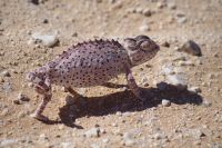 Unterwegs - Chamäleon