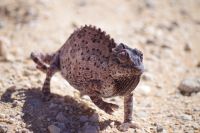 Unterwegs - Chamäleon