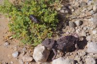 Unterwegs - Chamäleon mit Panzerschreck