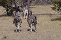 Begrüßung im Etosha Nationalpark