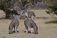 Begrüßung im Etosha Nationalpark