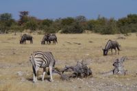 Etosha Nationalpark