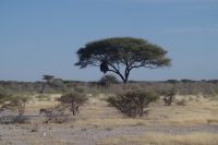 Etosha Nationalpark