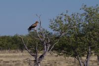 Etosha Nationalpark - Raubadler