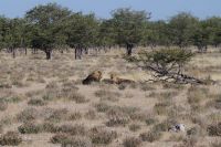 Etosha Nationalpark - Löwen Paar