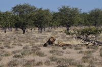 Etosha Nationalpark - Löwen Schäferstündchen