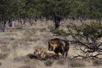 Etosha Nationalpark - Löwen Schäferstündchen