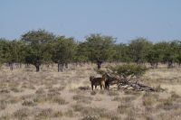 Etosha Nationalpark - Löwen 