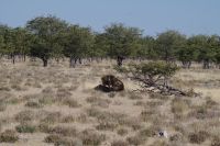 Etosha Nationalpark - Löwen Schäferstündchen