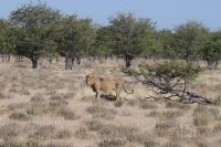 Etosha Nationalpark - Löwen 