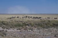 Etosha Nationalpark
