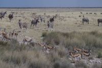 Etosha Nationalpark