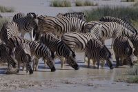 Etosha Nationalpark