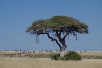 Etosha Nationalpark