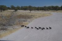 Etosha Nationalpark - Perlhühner