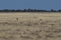 Etosha Nationalpark - Geparden