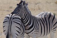 Etosha Nationalpark