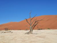 Dead Vlei