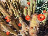 Blühende Sukkulente